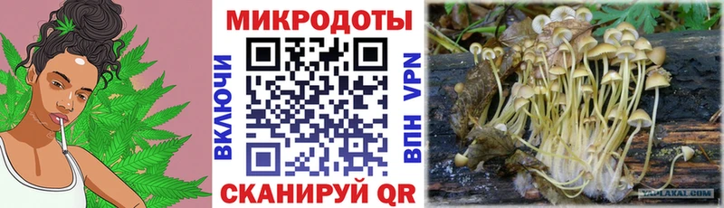 где найти Кубинка Галлюциногенные грибы Psilocybe